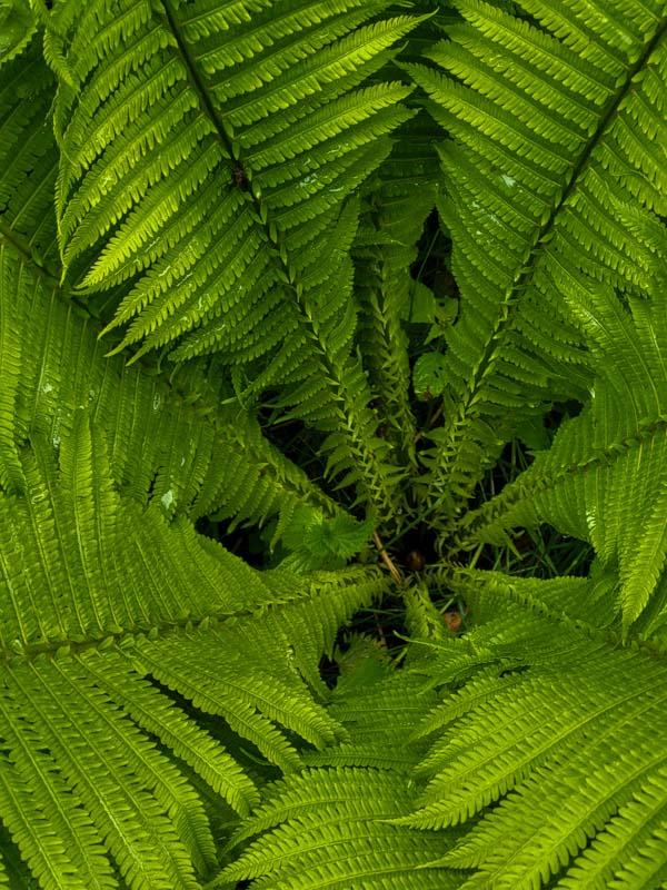 flora & fauna in Silz, Tirol
